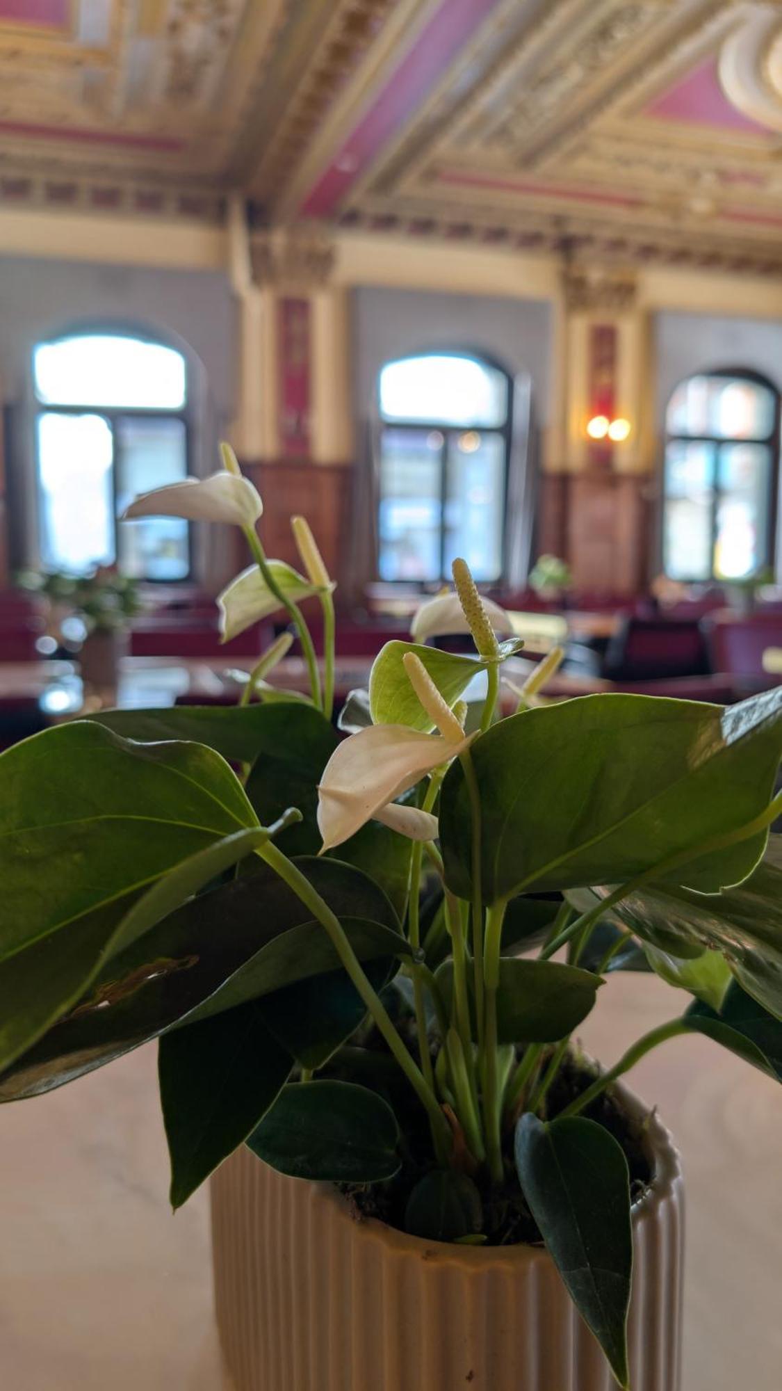 Hotel Harder Minerva Interlaken Ngoại thất bức ảnh